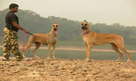 Great Danes
